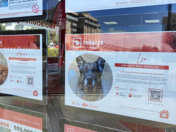 Redpiso ayuda a encontrar casa a animales en adopción a través de la campaña “Busca Hogar”.