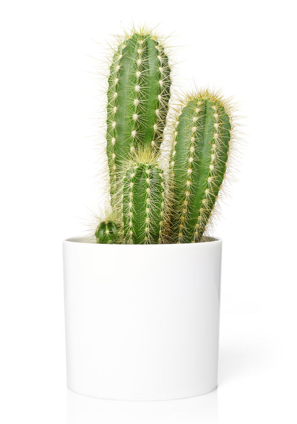 Planta cactus