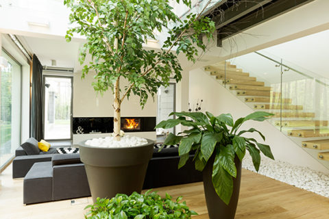 Casa con plantas