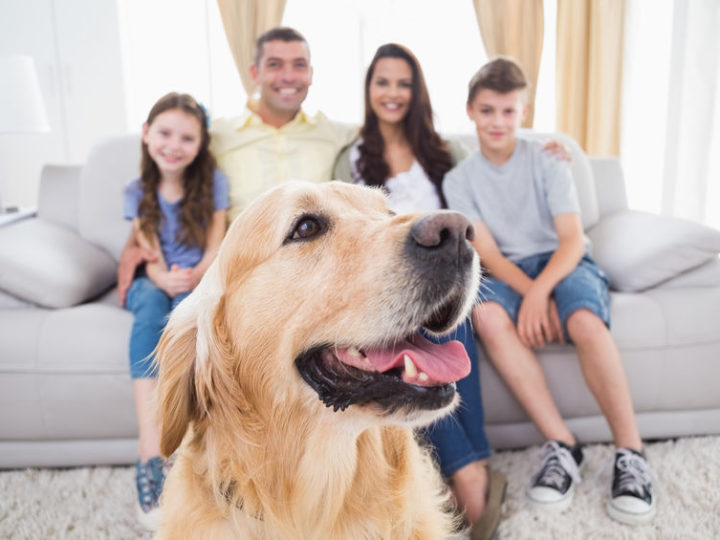 Cómo adecuar nuestra casa para mascotas