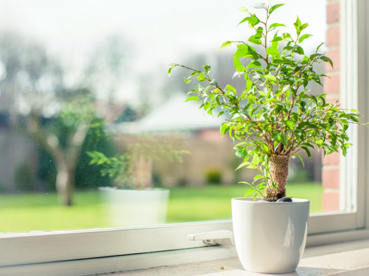 Por qué deberías tener plantas en casa