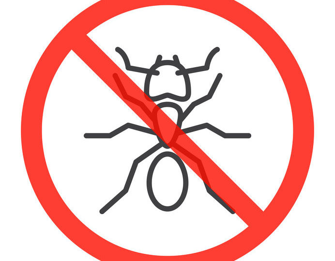 Cómo evitar una invasión de hormigas en casa