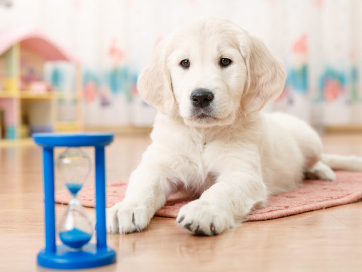 Cómo hacer que tu perro no se aburra en casa