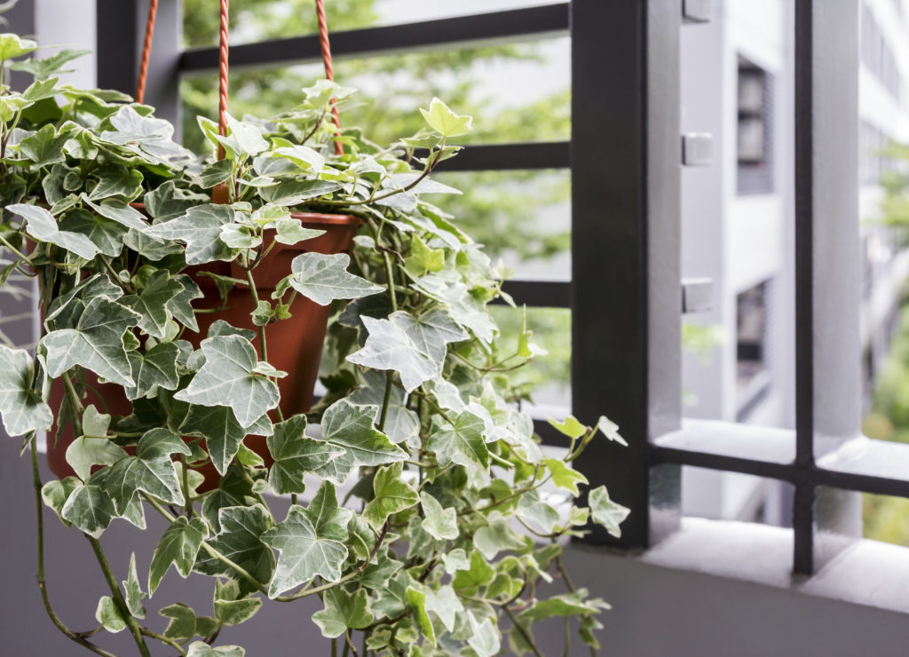 Las mejores opciones para adornar tu balcón con plantas