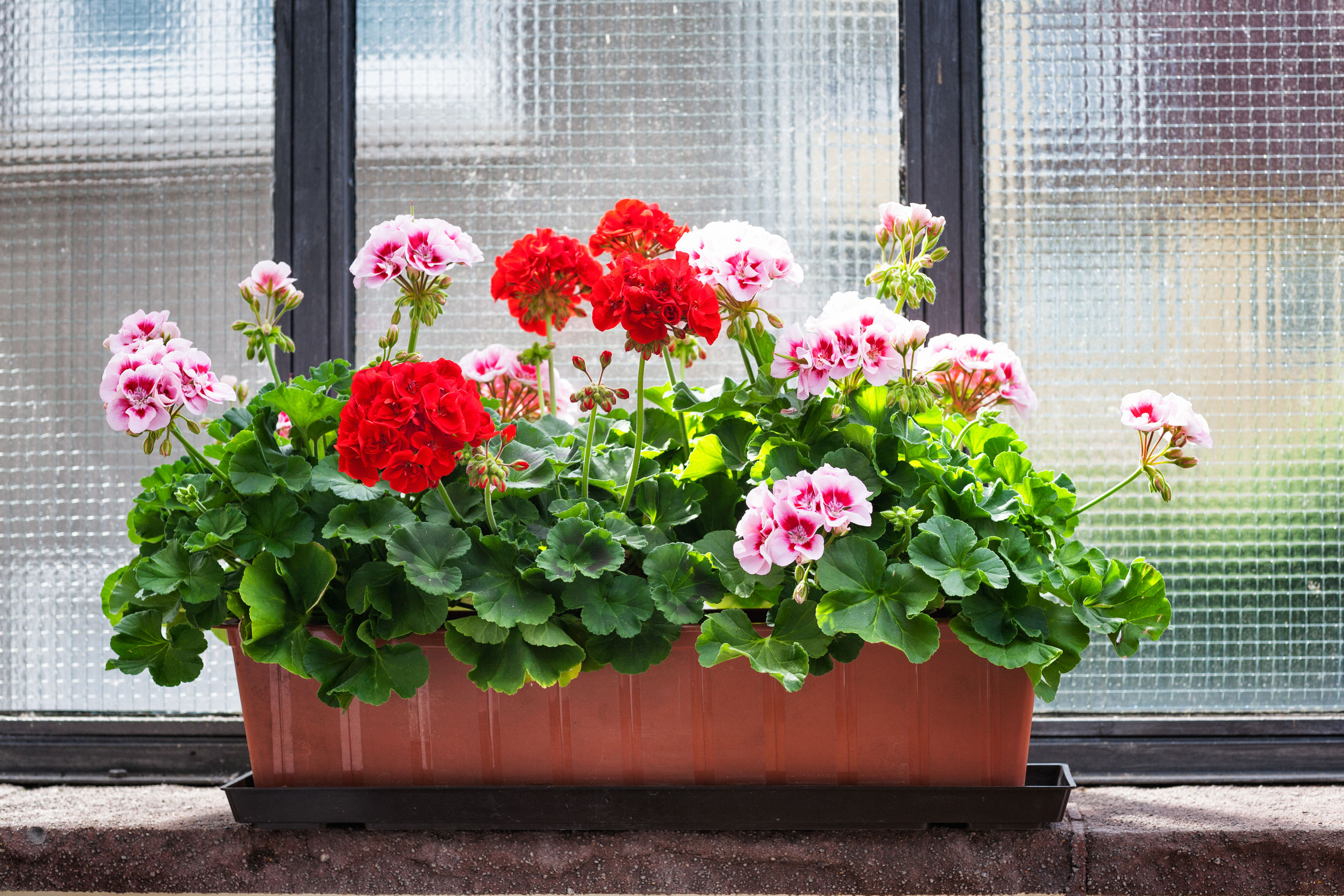 Las mejores plantas para poner en el balcón REDPISO NEWS