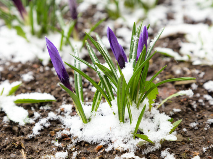 Protege tus plantas de las bajas temperaturas