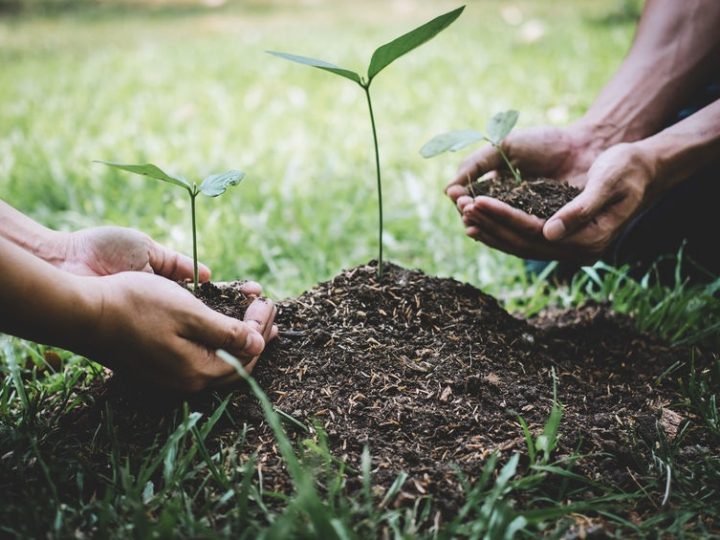 Reforestación en Rivas, la ciudad que más cuida a sus árboles