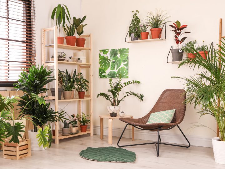 Las mejores plantas para decorar tu casa