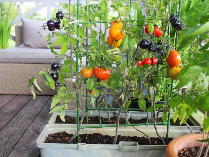 Crear un huerto en casa