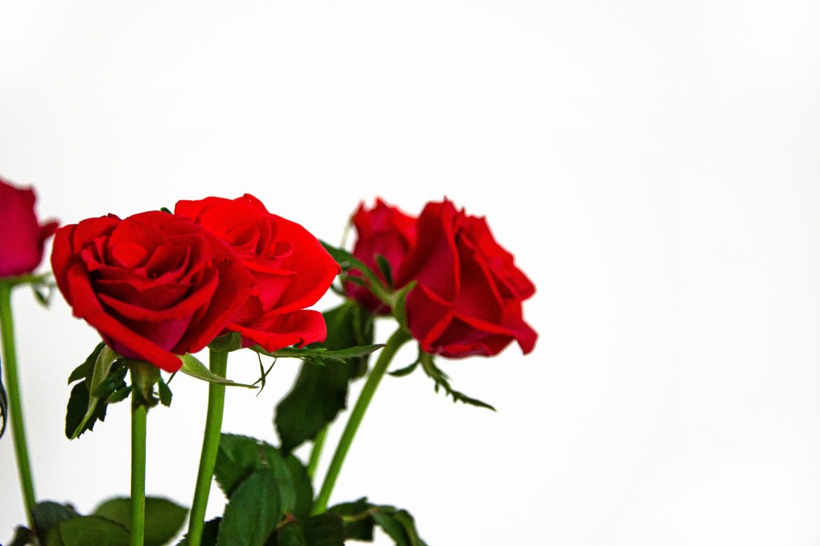 El Día de Sant Jordi: Una Festividad de Amor, Literatura y Tradición