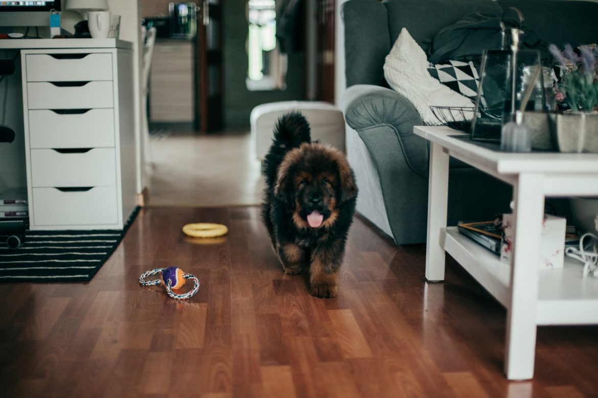 Mantener en forma a tu mascota desde casa