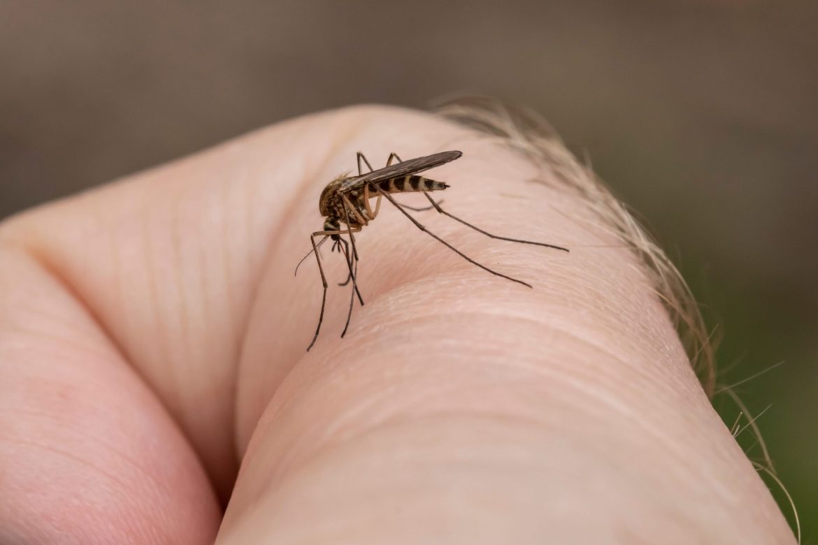 Remedios caseros para mantener tu hogar libre de mosquitos