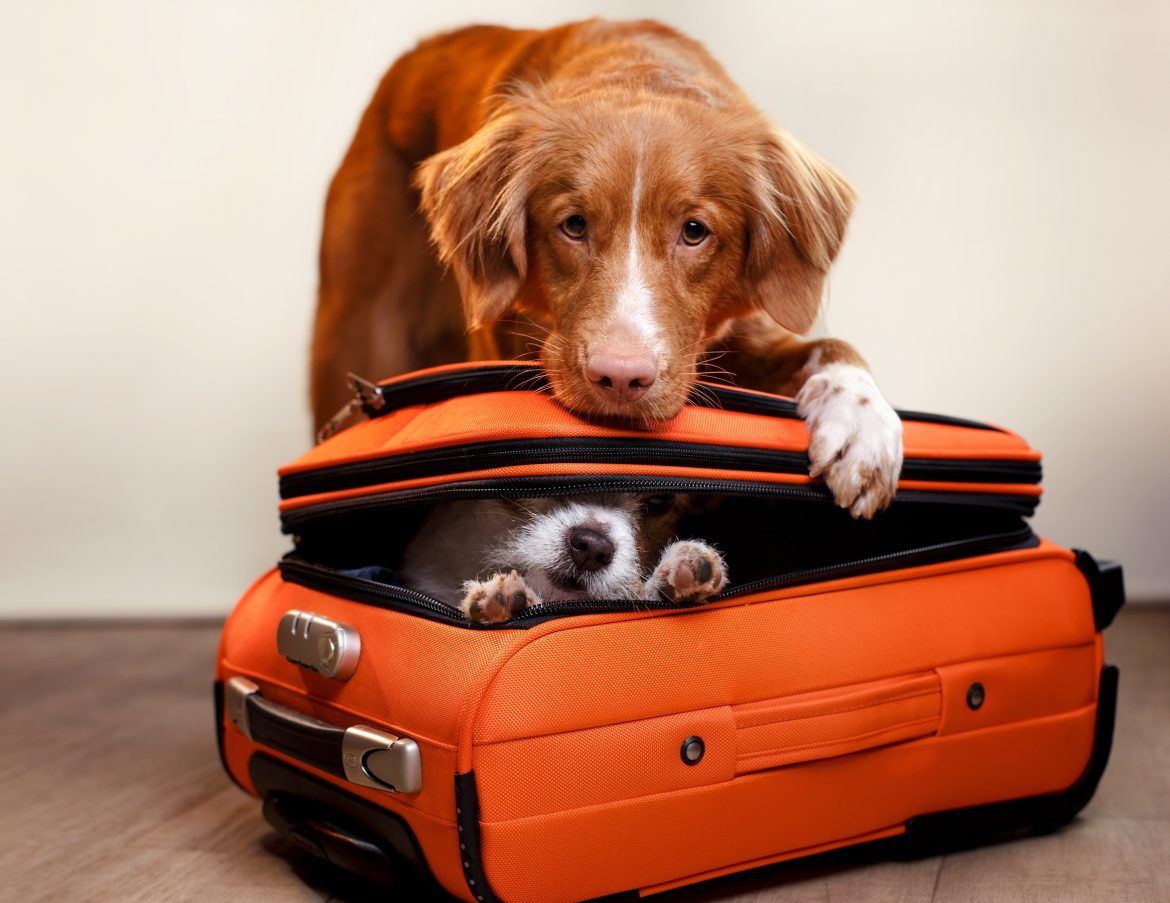 viajar con tu mascota en verano