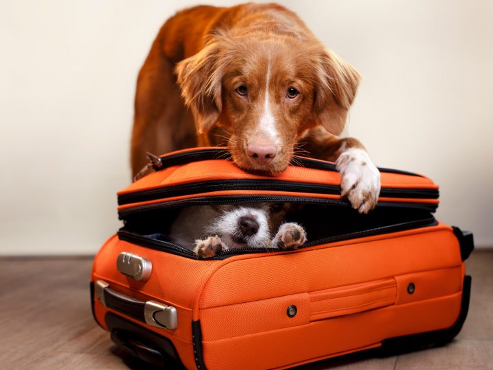 Mascotas y verano: consejos imprescindibles para viajar sin preocupaciones
