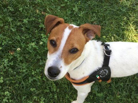 evitar que tu perro te pida comida