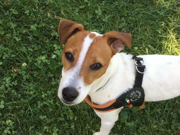 Guía práctica para evitar que tu perro te pida comida fuera de casa