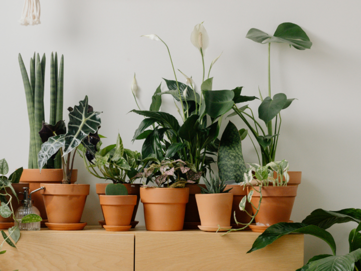 Plantas resistentes al calor para terrazas y balcones