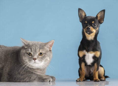 Cómo proteger a las mascotas del calor en verano con consejos veterinarios para evitar golpes de calor y cuidar a perros, gatos y otras mascotas.
