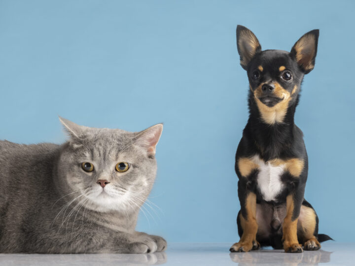 Protege a tu mascota este verano: consejos para evitar los golpes de calor