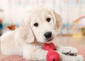 Banner de VENTA DE PISOS VALENCIA EN CORTS - MALILLA