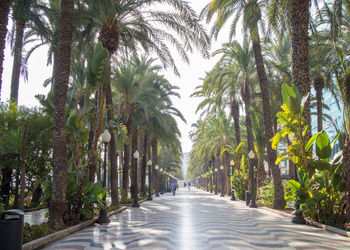 Banner de ALQUILER DE LOCAL EN ALICANTE