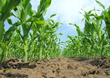 Banner de VENTA DE TERRENO EN LEGANÉS ZARZAQUEMADA